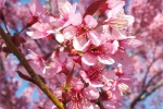 Beautiful and beautiful cherry blossom pictures