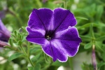 HD Petunia Pictures Desktop Wallpaper