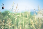 Traditional solar term Xiaoshu pictures desktop wallpaper