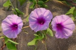 HD Petunia Pictures Desktop Wallpaper