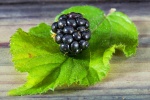 HD blackberry fruit computer wallpaper