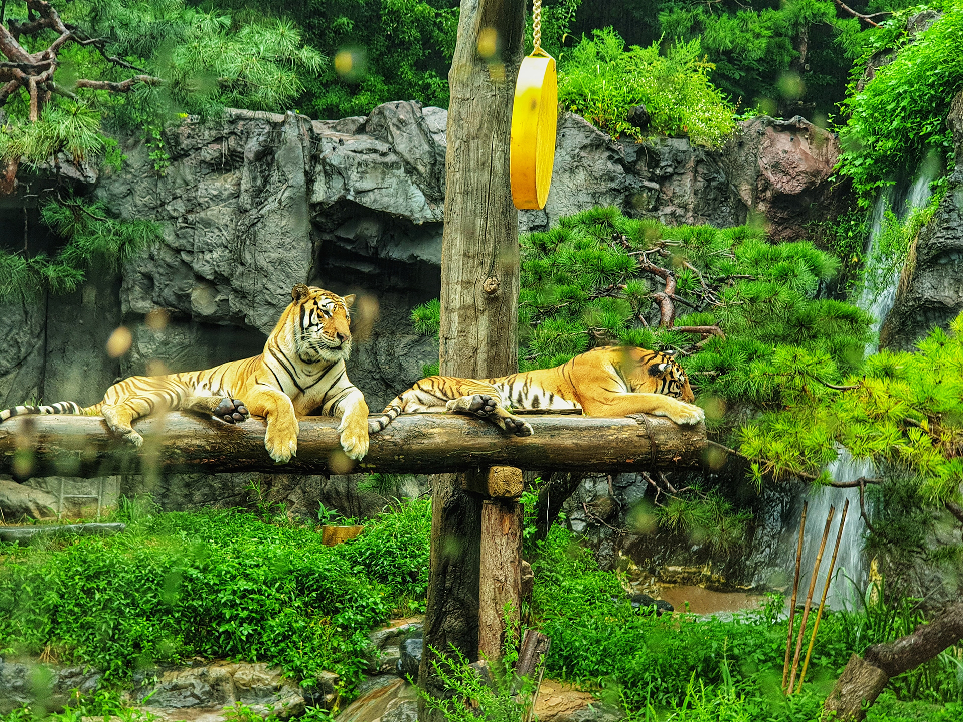 King of the forest tiger computer desktop wallpaper