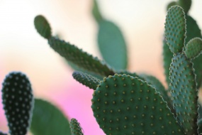 带刺的仙人掌图片桌面壁纸