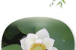 Beautiful summer lotus mobile wallpaper