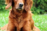 Lively Irish Setter Pictures