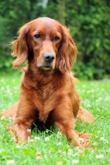 活泼的爱尔兰雪达犬图片