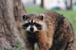 Cute little raccoon pictures