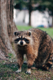 可爱的小浣熊图片