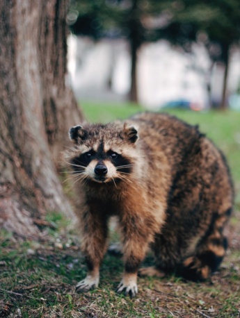 Cute little raccoon pictures