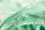 February 2022 park flowers and leaves desktop calendar wallpaper
