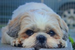 Shih Tzu dog pictures desktop wallpaper