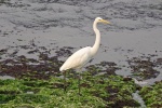 Great egret with snow-white feathers picture wallpaper