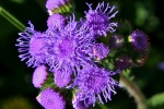 Flowering Patchouli Thistle Pictures Desktop Wallpaper