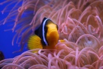 Beautiful underwater world pictures desktop wallpaper