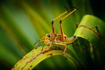 Brown grasshopper picture desktop wallpaper