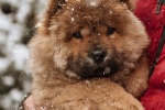 Chow Chow Pictures Chow Chow Pictures