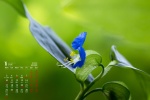 January 2022 green plant eye protection calendar wallpaper
