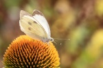 Beautiful butterfly pictures desktop wallpaper
