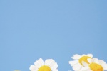 Daisy fresh style mobile wallpaper