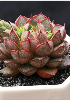Succulent pictures of Xiaohejin