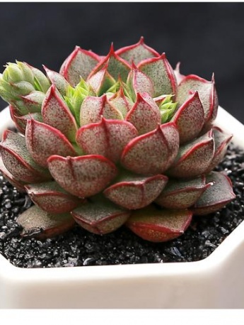 Succulent pictures of Xiaohejin