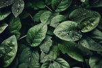 Eye protection green plant background picture desktop wallpaper