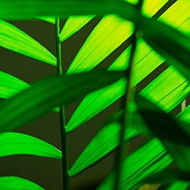 2022年5月桌面壁纸