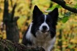 border collie pictures