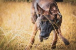 Belgian Malinois Dog Pictures