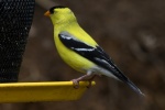 Small and cute goldfinch pictures