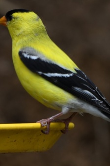 小巧可愛的金翅雀圖片