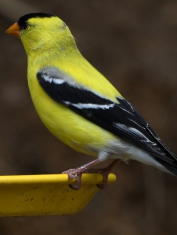 Small and cute goldfinch pictures