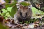 Super cute little hedgehog picture material HD desktop wallpaper
