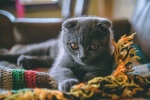 Folded cat pictures desktop wallpaper