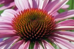 HD echinacea pictures