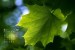 April 2022 fresh eye-protecting green leaves calendar wallpaper