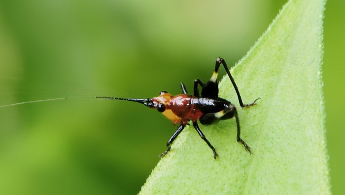 Yue Ming Grasshopper Picture Desktop Wallpaper