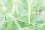 2022年4月纯绿色自然风景桌面日历壁纸