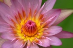 HD water lily pictures