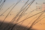 April 2022 dewdrops on grass tips calendar wallpaper