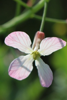 Small fresh flower pictures mobile wallpaper