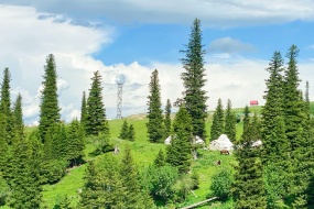 Fresh green spruce pictures desktop wallpaper