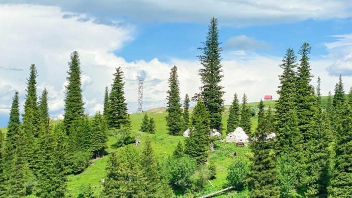 清新翠綠的雲杉圖片桌麵壁紙