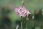 Pink lotus HD picture desktop wallpaper