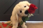 Dog holding rose emoticon