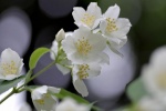 White jasmine pictures desktop wallpaper