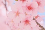 春日粉色櫻花手機壁紙