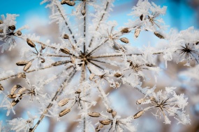 寒冷的霜冻天气图片桌面壁纸