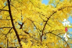 Autumn Equinox Beautiful Ginkgo Scenery Pictures Desktop Wallpaper