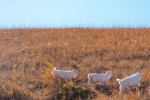 Goat on the grassland picture desktop wallpaper